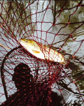 Illustration for article titled Good lord I wish I were fishing